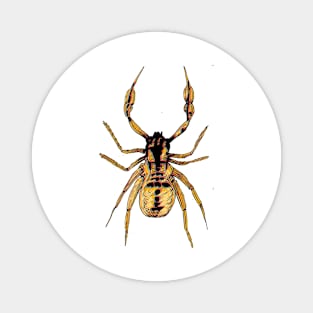 Pseudoscorpion 1 Magnet